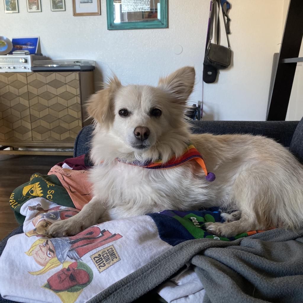 Sapphire, an adoptable Chihuahua, Pomeranian in Phoenix, AZ, 85086 | Photo Image 3