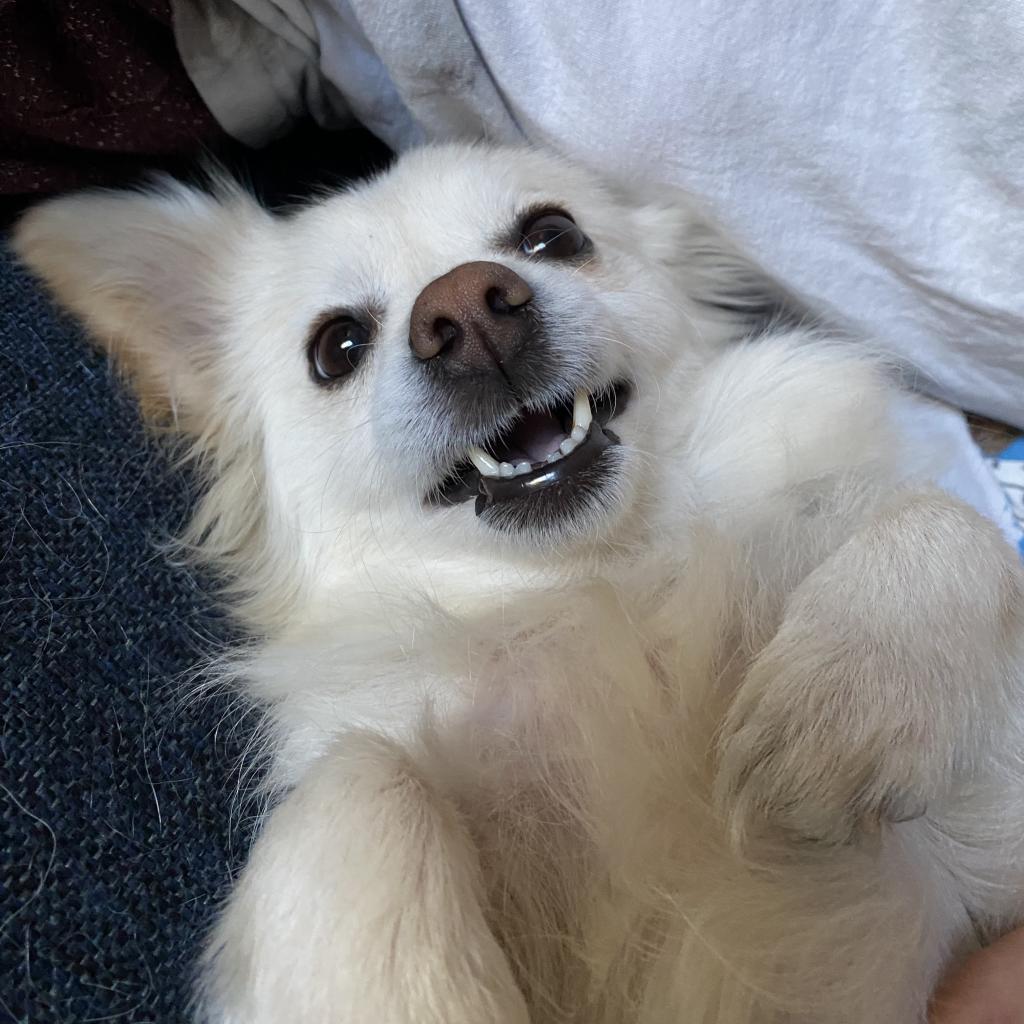 Sapphire, an adoptable Chihuahua, Pomeranian in Phoenix, AZ, 85086 | Photo Image 4