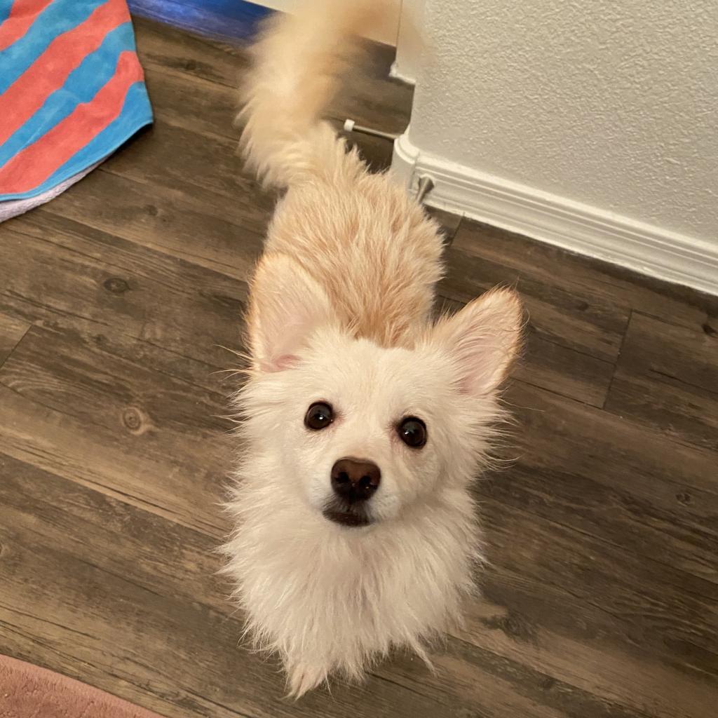 Sapphire, an adoptable Chihuahua, Pomeranian in Phoenix, AZ, 85086 | Photo Image 5