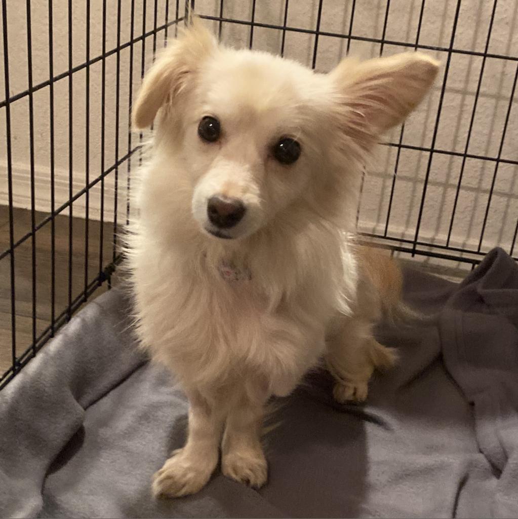Sapphire, an adoptable Chihuahua, Pomeranian in Phoenix, AZ, 85086 | Photo Image 6