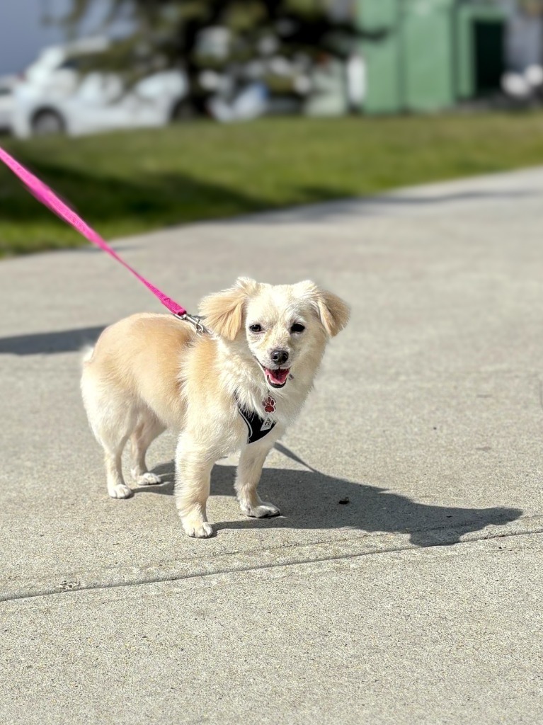 Vanilla, an adoptable Chihuahua in Calgary, AB, T3S 0C5 | Photo Image 3