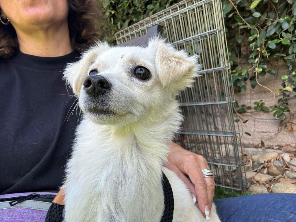 Vanilla, an adoptable Chihuahua in Calgary, AB, T3S 0C5 | Photo Image 4