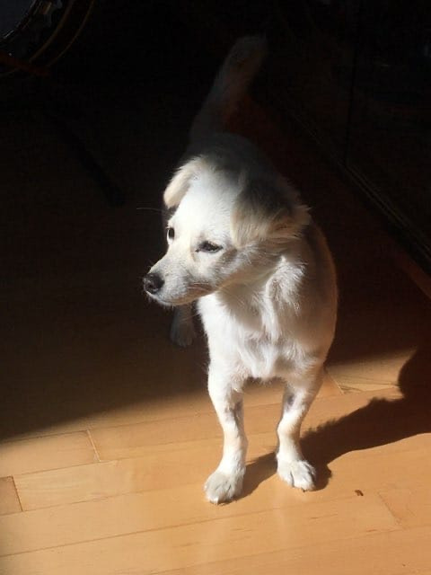 Vanilla, an adoptable Chihuahua in Calgary, AB, T3S 0C5 | Photo Image 5