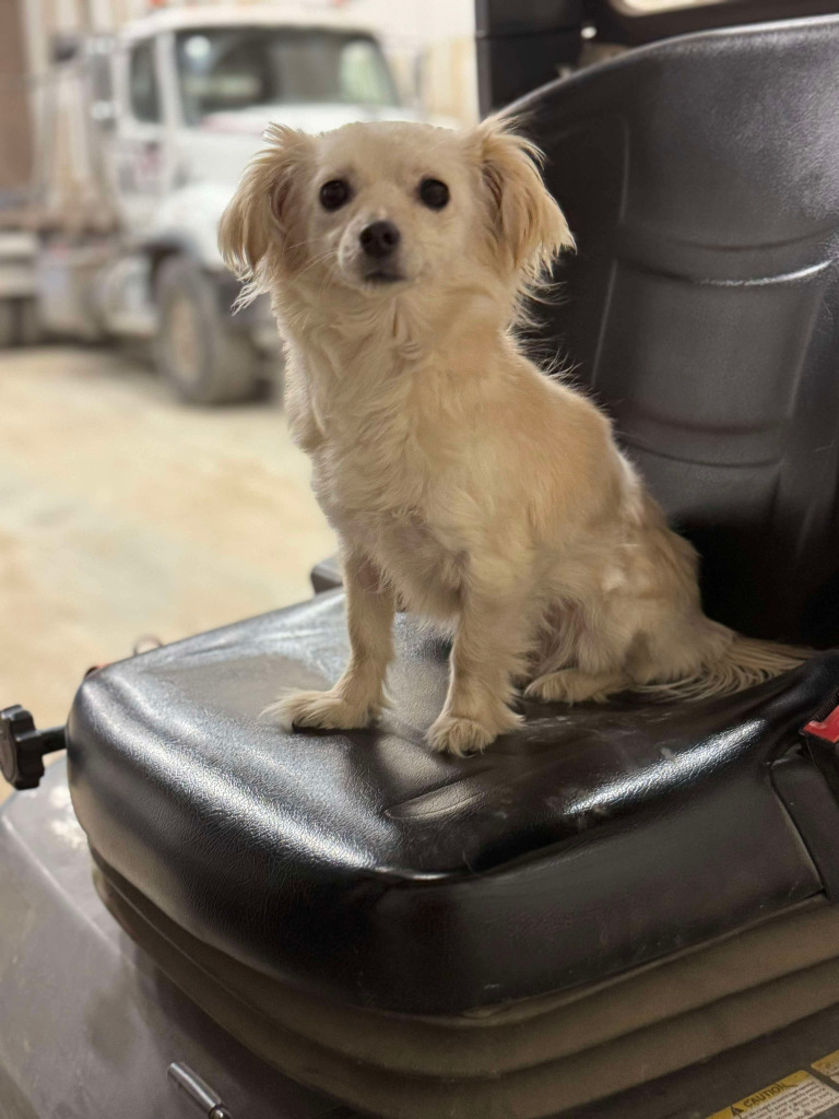 Vanilla, an adoptable Chihuahua in Calgary, AB, T3S 0C5 | Photo Image 5