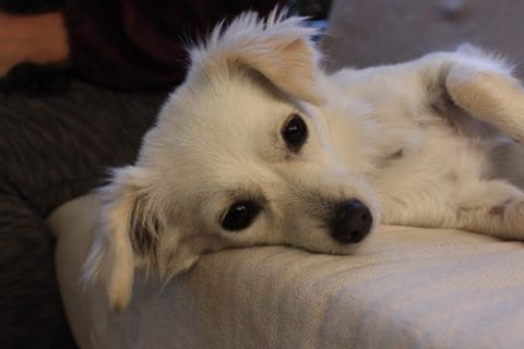 Vanilla, an adoptable Chihuahua in Calgary, AB, T3S 0C5 | Photo Image 6