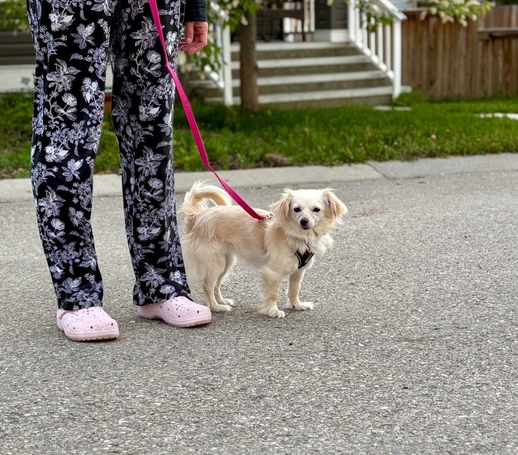 Vanilla, an adoptable Chihuahua in Calgary, AB, T3S 0C5 | Photo Image 6