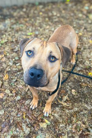 Todd, Adult Male Mixed Breed
