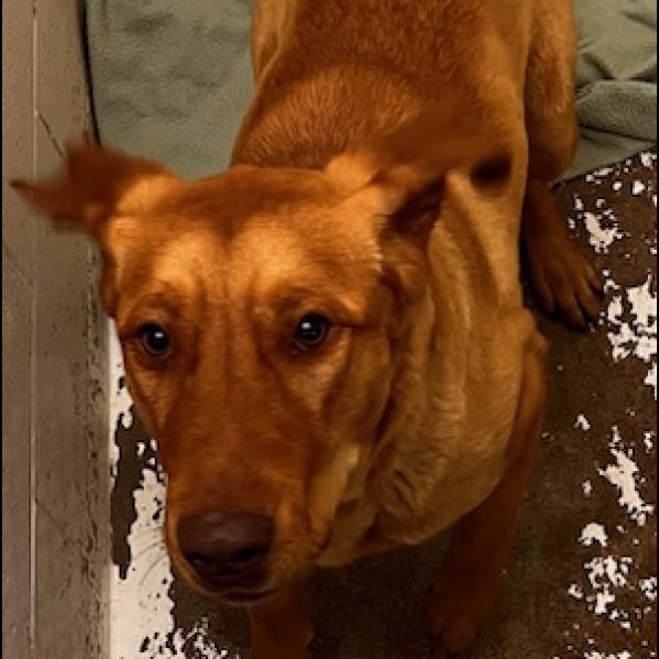 Diesel, an adoptable Golden Retriever, Rottweiler in North Battleford, SK, S9A 2M7 | Photo Image 1