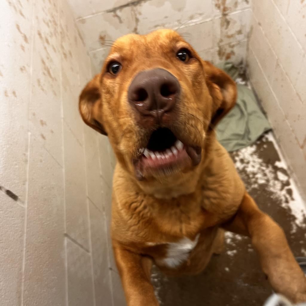 Diesel, an adoptable Golden Retriever, Rottweiler in North Battleford, SK, S9A 2M7 | Photo Image 3