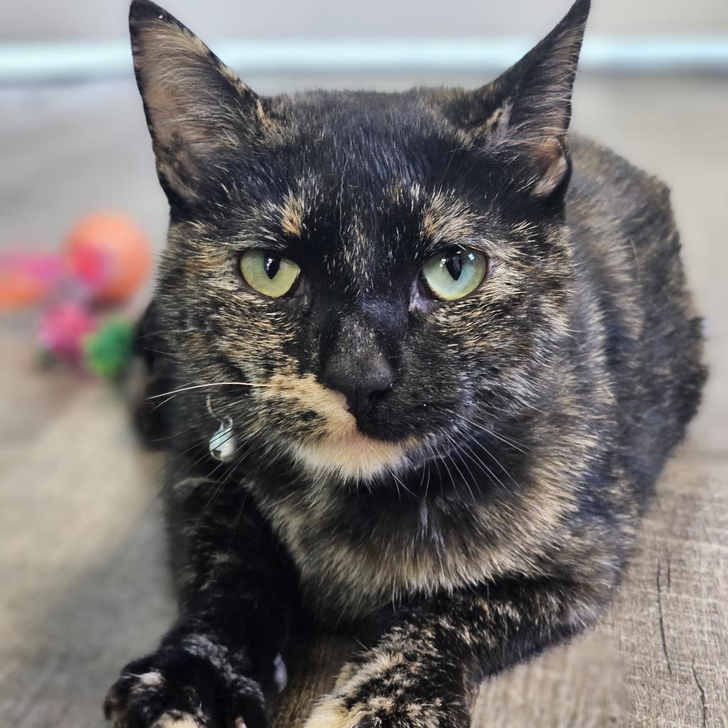 Miss Kitty