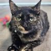 Miss Kitty photo 1