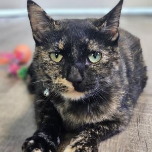 Miss Kitty