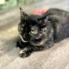 Miss Kitty photo 2