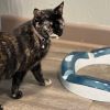Miss Kitty photo 3