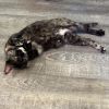 Miss Kitty photo 4