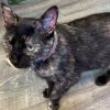 Miss Kitty photo 5