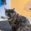 Miss Kitty photo 6