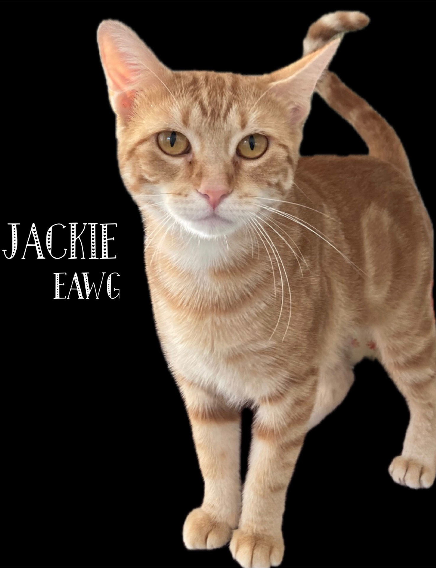 Jackie, an adoptable Domestic Short Hair, Tabby in Pensacola, FL, 32501 | Photo Image 1