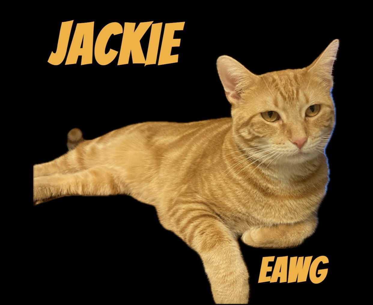 Jackie, an adoptable Domestic Short Hair, Tabby in Pensacola, FL, 32501 | Photo Image 2