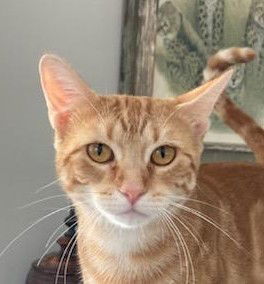 Jackie, an adoptable Domestic Short Hair, Tabby in Pensacola, FL, 32501 | Photo Image 3