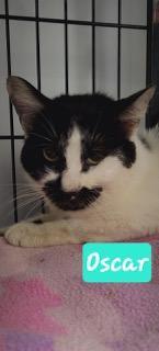 Oscar, an adoptable Domestic Short Hair in Perry, GA, 31069 | Photo Image 1