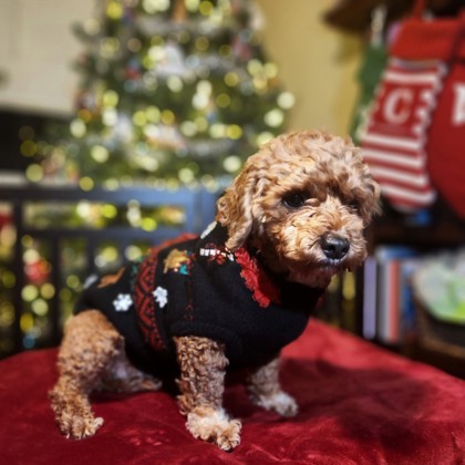 Wrynn, an adoptable Havanese, Poodle in Malvern, PA, 19355 | Photo Image 1