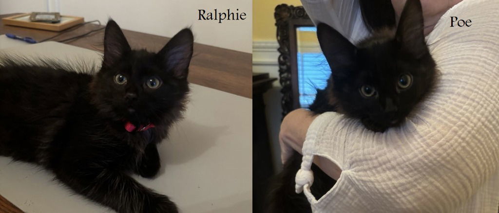 LW1 - Poe, an adoptable Domestic Medium Hair in Battle Ground, WA, 98604 | Photo Image 3
