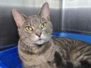 Smokey, Adult Male unknown