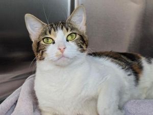 Sushi, Adult Female unknown