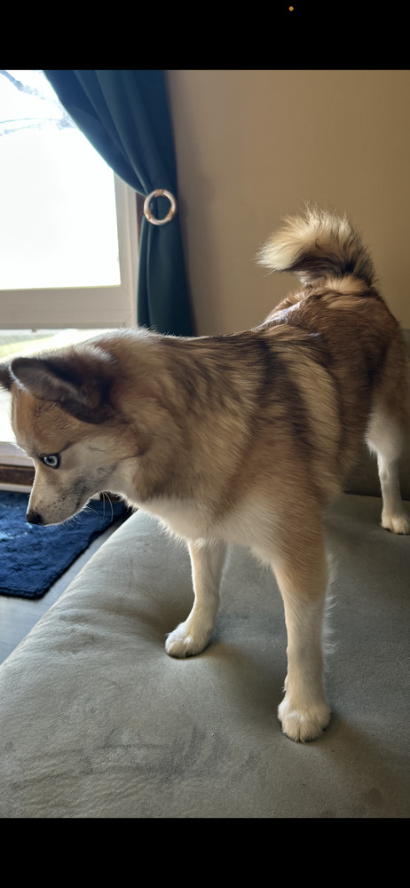 Pomsky--Gigi, an adoptable Pomeranian, Husky in Omaha, NE, 68137 | Photo Image 4