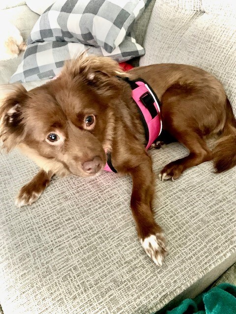 Mini Aussie/Long Haired Chi Mix - Coconut