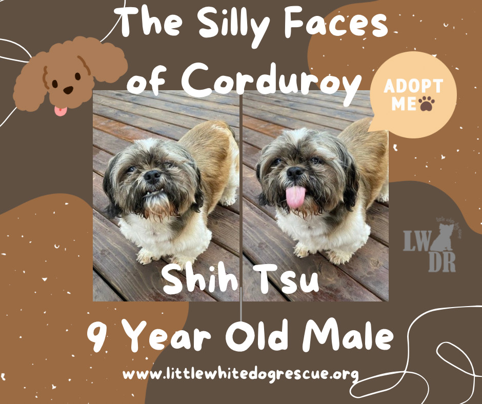 Shih Tzu - Corduroy