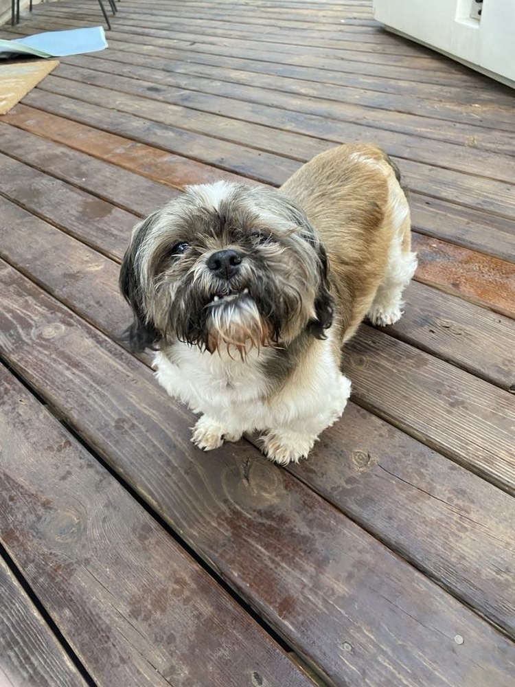 Shih Tzu - Corduroy