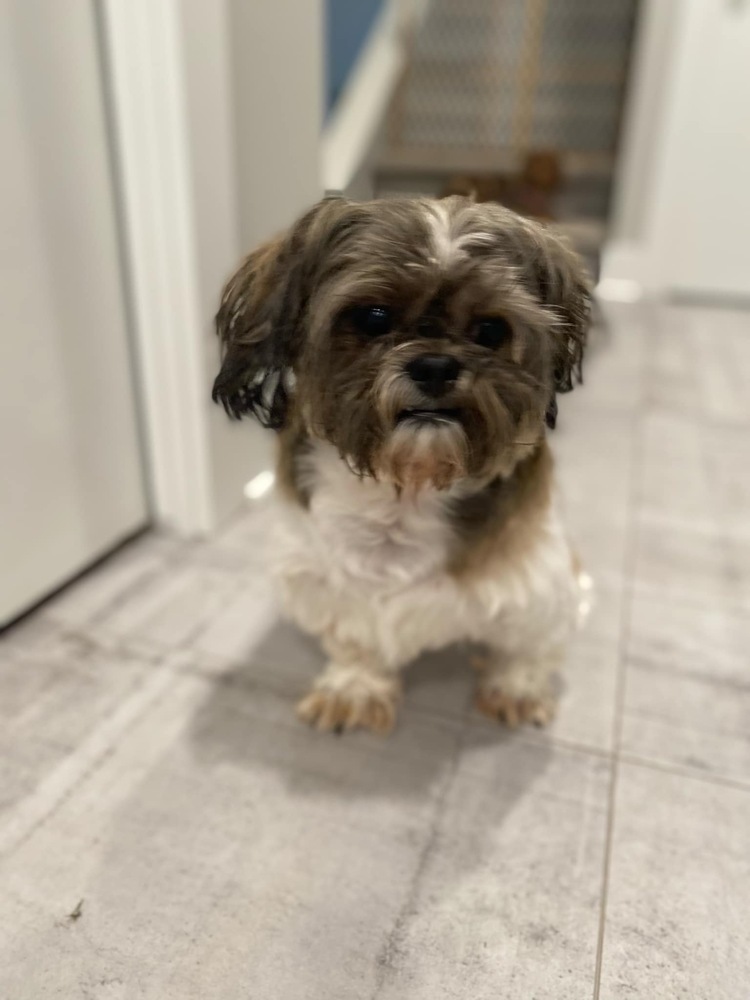 Shih Tzu - Corduroy