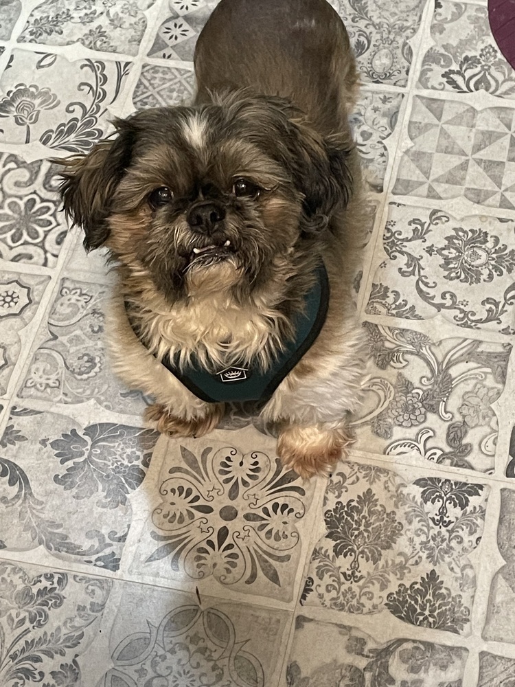 Shih Tzu - Corduroy