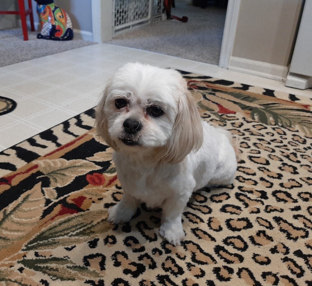 Shih Tzu - Clover -Special Needs