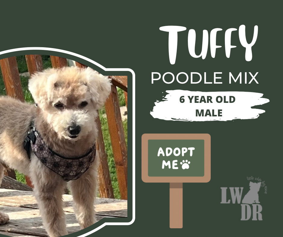 Poodle Mix - Tuffy