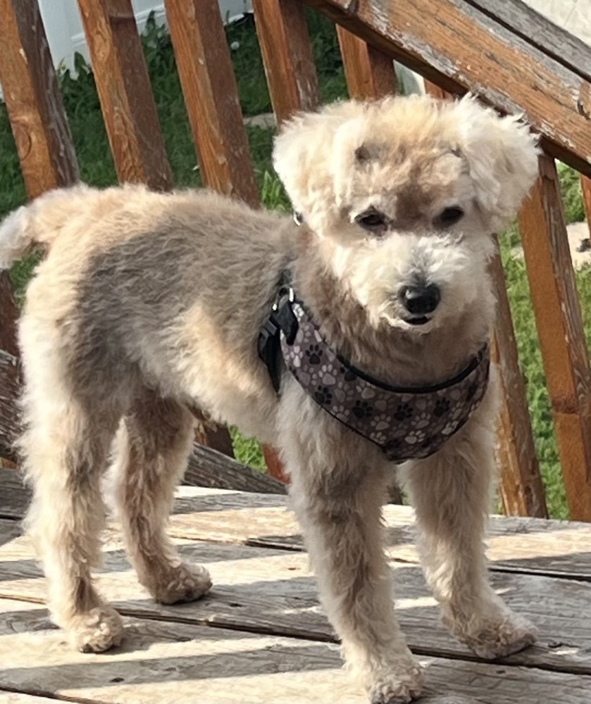 Poodle Mix - Tuffy