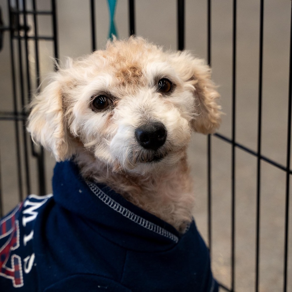 Poodle Mix - Tuffy