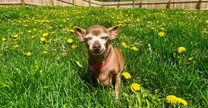 Chihuahua - Chai