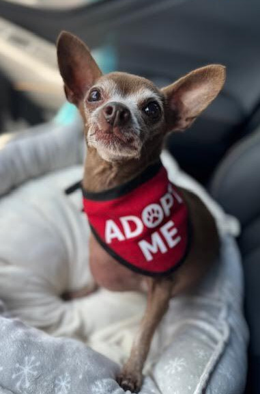 Chihuahua - Chai