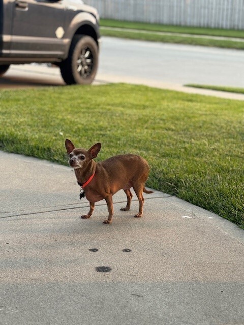 Chihuahua - Chai