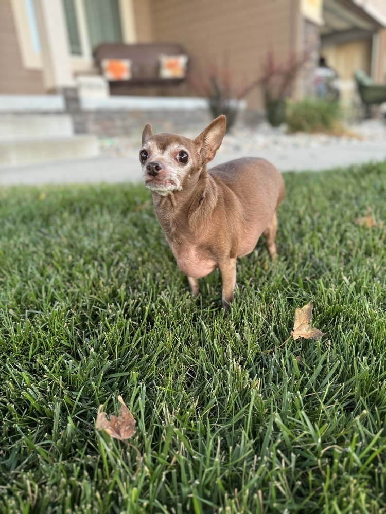 Chihuahua - Chai