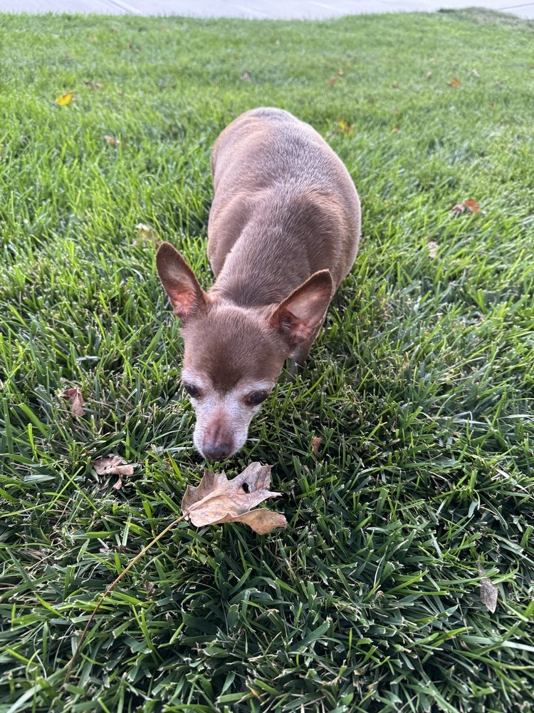 Chihuahua - Chai