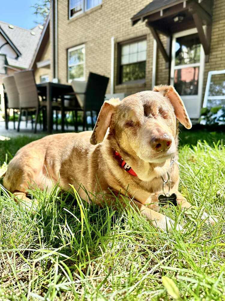 Dachshund- Carver