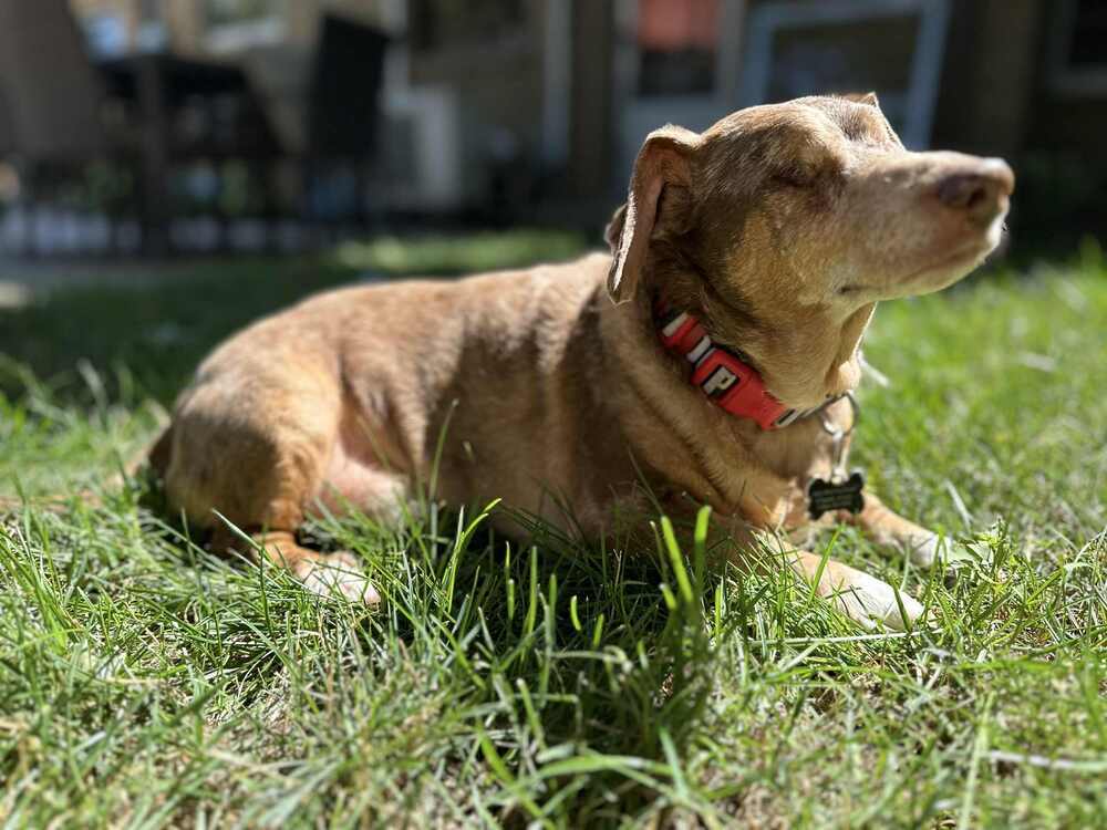 Dachshund- Carver