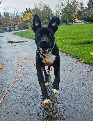 Dylan