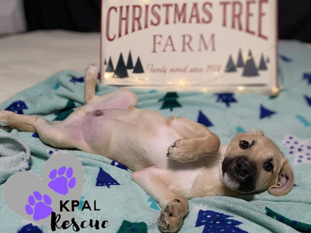 Mistletoe - Christmas Cheer Litter, an adoptable Mixed Breed in Kenai, AK, 99611 | Photo Image 1
