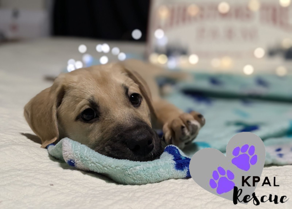 Mistletoe - Christmas Cheer Litter, an adoptable Mixed Breed in Kenai, AK, 99611 | Photo Image 2