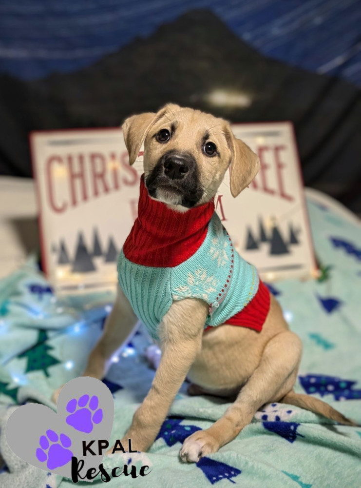 Mistletoe - Christmas Cheer Litter, an adoptable Mixed Breed in Kenai, AK, 99611 | Photo Image 3